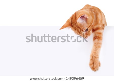 Kitten - cat holding sign or banner isolated on white Royalty-Free Stock Photo #149396459