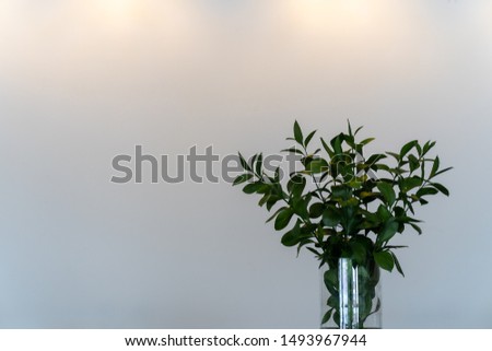 Green plant in vase on table with white wall as background.