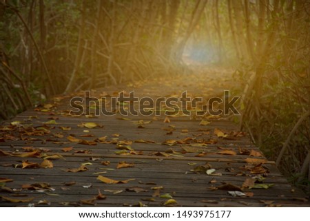 Perspective of wood bridge in mangrove forest crossing water stream and glowing light at the end of wooden ways, Mangrove forest with wood walkway bridge and leaves of tree.