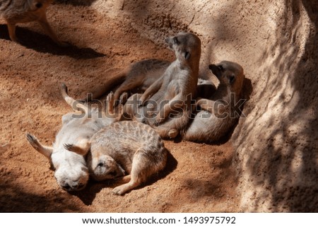 family of meerkats in bioparc Valencia