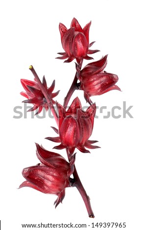 Hibiscus sabdariffa or roselle fruits Royalty-Free Stock Photo #149397965