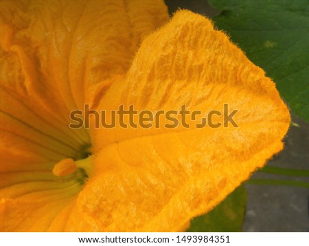 A yellow pumpkin flower with pollen. The texture of beautiful vegetable blossom in a close-up scene. Edible flowers that can be used in vegan and vegetarian diets. Macro abstract view.