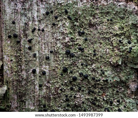 The texture of the bark of a tree. Background image of macro photo of bark with mold