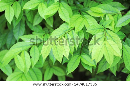 Green nature tree leaf background in morning light. Fresh natural background.