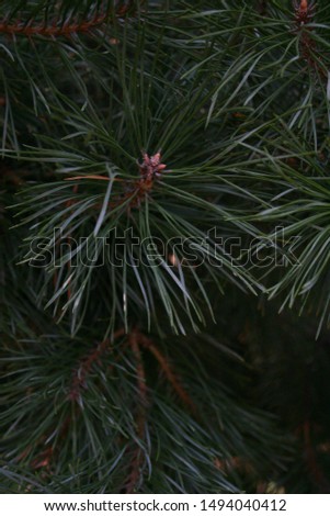a pine tree in the garden