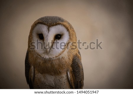 white and brown owl photo 