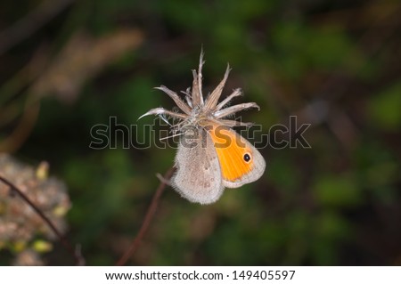 Colorful butterfly resting on dry flowers