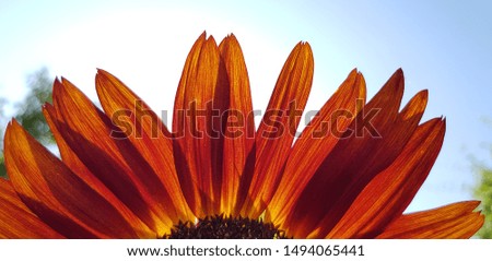 Red Sunflower against blue sky (half inflorescence)