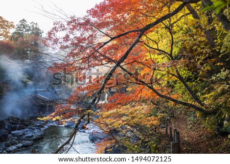 steam from the hot spring in forest with the colorful of leaf