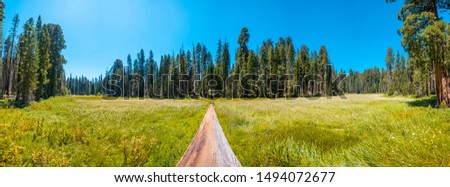 Panoramic from a fallen tree where you can see A green field with many sequoias in the background in Sequoia National Park, California. United States