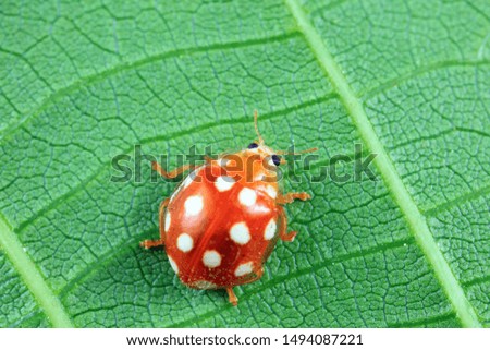 ladybug on green leaves, North China

