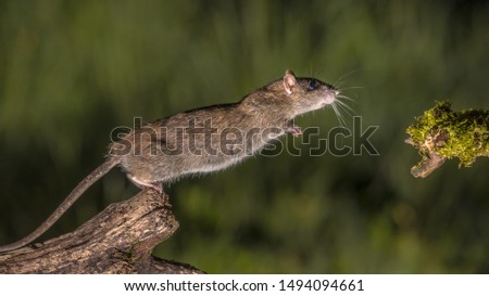 Wild Brown rat (Rattus norvegicus) starting to jump from log at night. High speed photography image Royalty-Free Stock Photo #1494094661