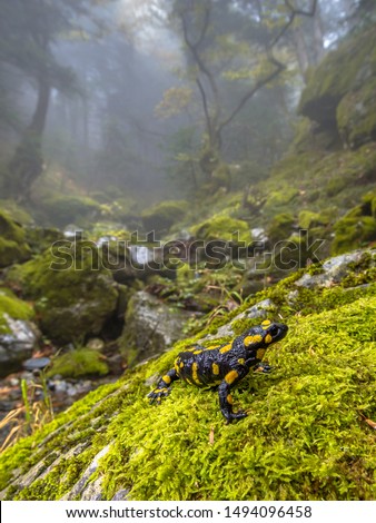 Fire salamander (Salamandra salamandra)  is possibly the best-known salamander species in Europe. Animal in close up in natural mountain forest habitat landscape near stream where reproduction occurs.