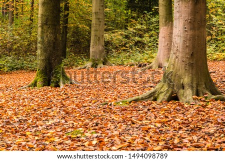 colorful Forest in autumn  background
