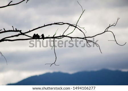 blurred photo,The silhouette of birds perched on a branch to rest after a long flight, as a flock of small family birds on a blurred background. Natural scenery of the sky during the rainy season.