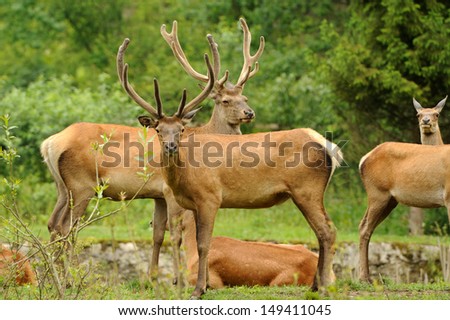 Altai deer in their natural habitat