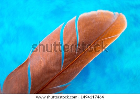 beautiful feather of a bird on a blue background