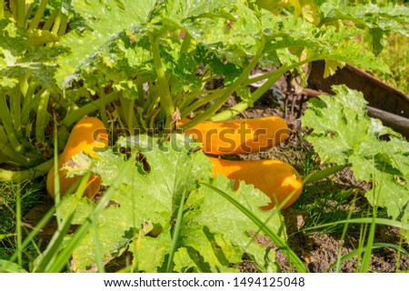 Autumn harvest of yellow zucchini in the garden