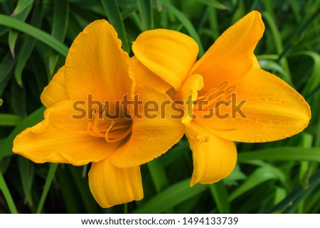 Orange daylilies flowers or Hemerocallis. Daylilies on green leaves background. Flower beds with flowers in garden. Closeup. Soft selective focus.
