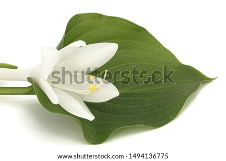 Blooming white flower of Hosta, also Funkia, family of Asparagus (lat. Asparagales), on white background