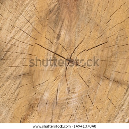 tree trunk in the forest background