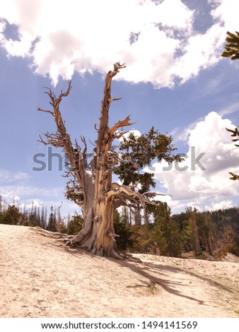 Bristlecone Pine tree picture taken in Utah mountains