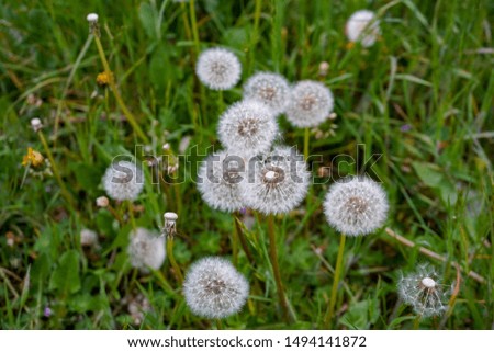 Dandelion seed heads in green grass 
