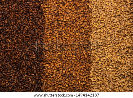3 types of barley malt for beer. Royalty-Free Stock Photo #1494142187