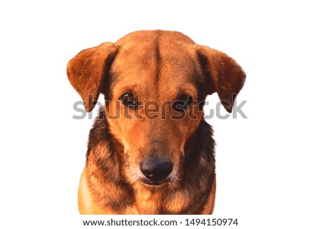 Brown dog on white background for creative picture manage.