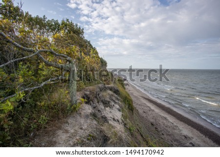 Seaside pine  forest at summer time. Sea horizon in the background.Beautiful Lithuanian woodland landscape near Klaipeda at "Dutch man cap" place.