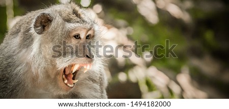 Screaming monkey. Face of wild animal showing its fangs. Macaque monkey at Sacred monkey forest. Ubud, Bali, Indonesia