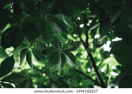 Closeup nature view of dark green leaf on blurred greenery background with copy space using as background concept