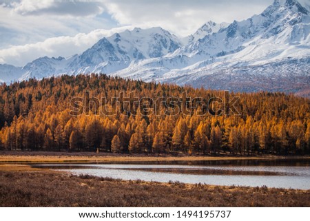 Russia. Altai Republic. Golden Autumn . Orange larch on the background of snowy peaks.