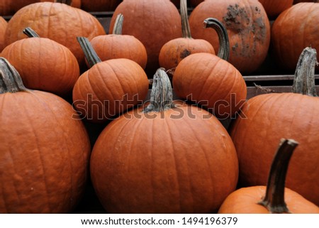Pumpkins and gourds in a crate at the market