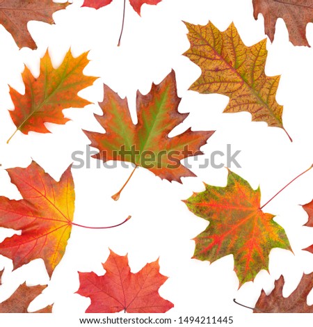 Seamless pattern oak, maple, sycamore multicolored autumn leaf  on white background. Autumn leaf different colors.