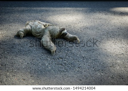 Cute Sloth crossing the street in Costa Rica