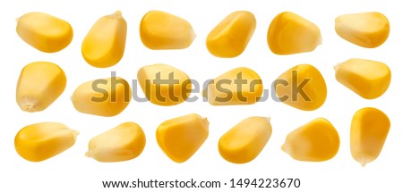 Fresh corn seeds isolated on white background with clipping path, close up of raw yellow corn grains, collection, macro Royalty-Free Stock Photo #1494223670