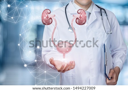 A medical worker shows the urinary system on blurred background. Royalty-Free Stock Photo #1494227009