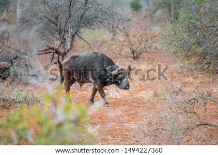 Wild African Buffalo walking around in Kruger National Park in South Africa grassing on the Savannah deserted landscape and watched by Safari adventure tourists