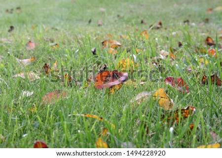 Fallen red, yellow leaves on green grass