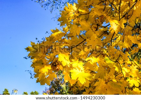 Golden autumn. Maple with yellow carved leaves, through them the warm rays of the sun. The sky is blue and clear.