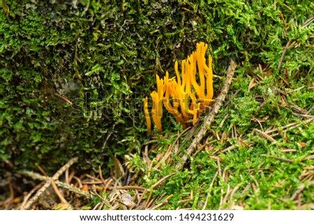 (Ramaria) Yellow fungus growing moss and grass. Mushrooming. Mushrooms. Relax in the woods.