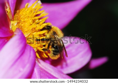 shaggy bumblebee on a yellow flower in the forest