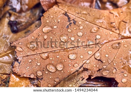 Fallen leaf on ground covered with raindrops, wet
