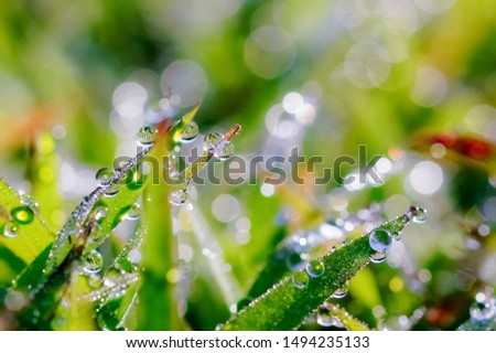Beautiful bokeh with morning dew on green grass