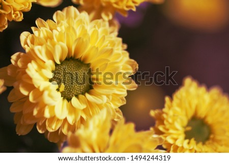 Abstract background with yellow flowers closeup. Vintage effect.