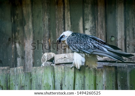 Profile portrait of the bearded vulture (Latin: Gypaetus barbatus), also known as the lammergeier, lammergeyer, ossifrage.  Majestic falcon in front of wooden plank background.