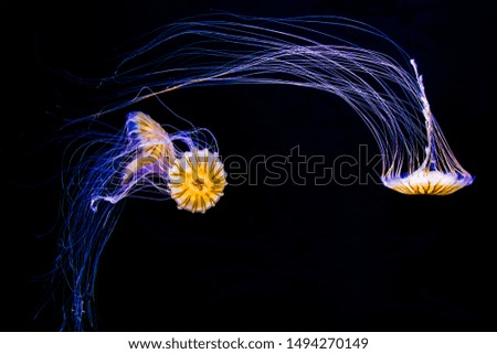 Jellyfish in San Francisco aquarium.