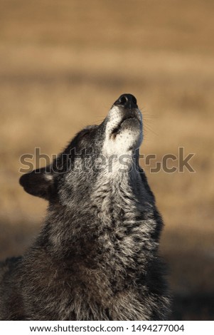A north american wolf (Canis lupus) staying in the dry grass in front of the forest. Calm, black and big north american wolf male. Howling black wolf male.
