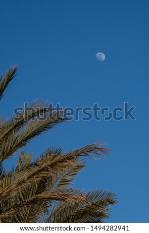 Palm tree with blue sky and moon in the background